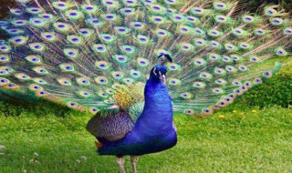 孔雀的尾巴长还是短（孔雀的尾巴不短为什么还是这个雀）