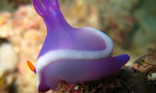 海兔是什么动物类型（海兔是什么动物类型的）