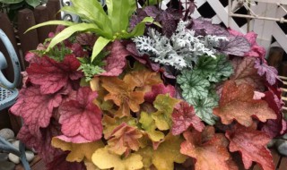 矾根能活几年（矾根寿命多长时间）