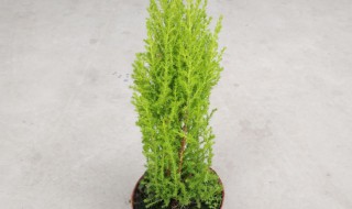 小香松适合家庭养殖吗 小香松可以家里养吗