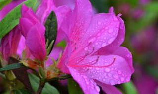 紫色杜鹃花的花语是什么 紫色杜鹃花的花语是什么寓意