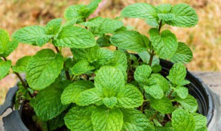 薄荷怎么养才能没虫子（薄荷怎么养不生虫子）