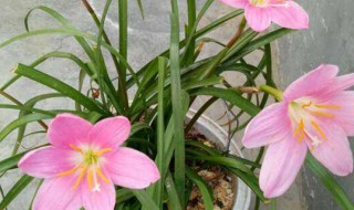 韭菜兰花的养殖方法（韭菜兰花的养殖方法视频白条鱼的钓法）