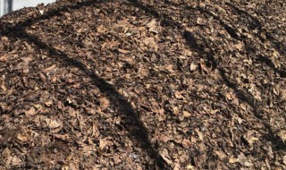 怎样自制腐叶土 怎样自制腐叶土壤