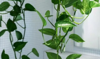 室内好养护的藤蔓植物有哪些（室内好养护的藤蔓植物有哪些品种）