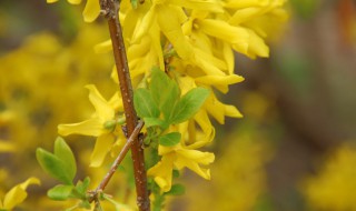 连翘病虫害防治技术（连翘病虫害防治技术视频）