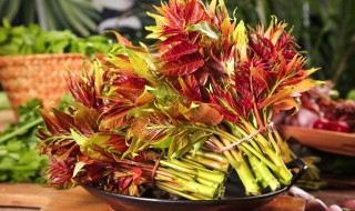 香椿人工栽培管理（香椿人工栽培管理方法）