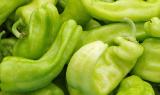 高产螺丝椒的种植方法有哪些（高产螺丝椒的种植方法有哪些呢）