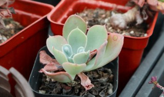 多肉雨滴怎么养 多肉雨滴怎么养出多头