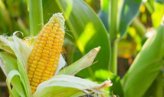 玉米不抽雄穗原因是什么（玉米不抽穗的原因）
