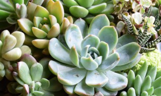 多肉法师的养殖方法技巧 多肉法师怎么养殖方法