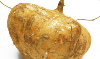 凉薯育苗注意什么技巧（凉薯苗可以移栽吗）