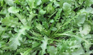 芥菜怎么养 芥菜的种植方法 和管理