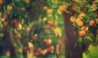 沃柑秋梢几月份出（沃柑秋梢几月份出芽）