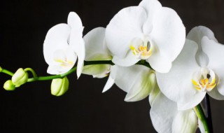 北方好养的兰花品种介绍（北方好养的兰花品种介绍图片）