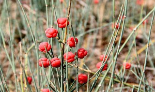 什么植物中含有麻黄碱 麻黄碱来源于哪种植物