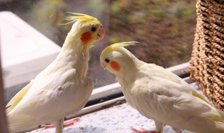 金刚鹦鹉寿命 紫蓝金刚鹦鹉寿命