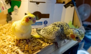 玄凤鹦鹉的寿命（玄凤鹦鹉的寿命多少年一辈子生多少蛋）