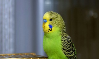 鹦鹉长什么样（鹦鹉长什么样子的作文）