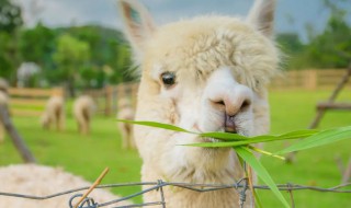 羊驼别名 羊驼别名叫草