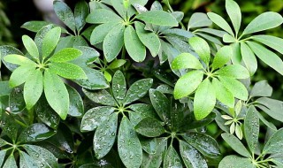 鸭掌树的养殖方法 鸭掌树的养殖方法与技术