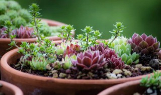多肉植物好养活吗（多肉植物好养活吗视频）