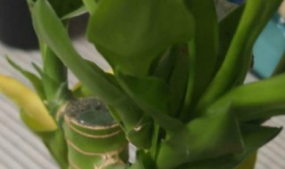 开始水养富贵竹要用生根粉吗 水养富贵竹什么时候用生根粉