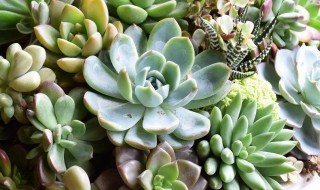 多肉植物虹之玉锦的养殖技巧有哪些 虹之玉锦多肉植物图片