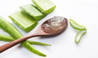 十大室内最好养的植物排名（十种室内最好养的植物）