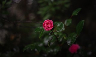 盆栽欧月玫瑰怎么养（欧洲月季玫瑰植物盆栽怎么养）