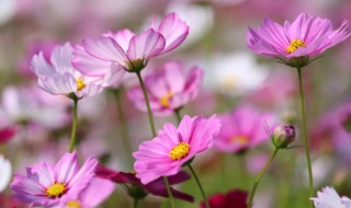 格桑花一年开几次（格桑花能开几次）