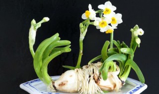 如何让水仙花冬眠 水仙花怎么休眠