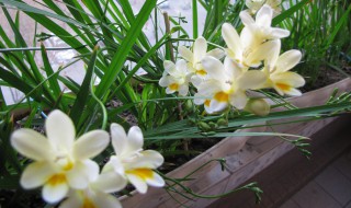 香雪兰水培怎样放（香雪兰水培的养殖方法和注意事项）