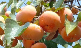 种柿子老掉果怎么办（柿子树老是落果怎么办）