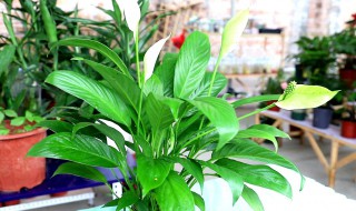 白掌应该怎么养殖（白掌应该怎么养殖视频）