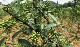 花椒树怎样修剪多挂果（花椒树该修剪了,来看看老农民的修剪方法）