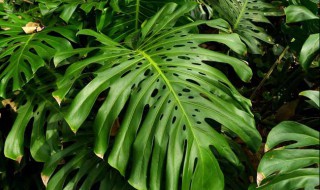 龟背竹适合养在室内吗（龟背竹适合室内养还是适合室外养）