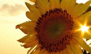 微笑向暖安之若素是什么意思（微笑向暖,安之若素 什么意思）