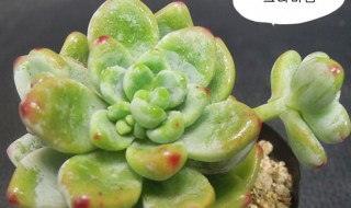 凝脂莲多肉怎么养（多肉凝脂莲的养殖方法和注意事项）