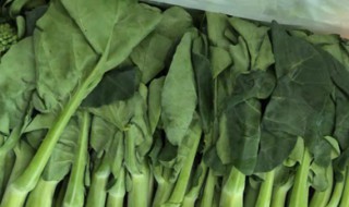 芥蓝的储存技巧有哪些（芥蓝的储存技巧有哪些食材）