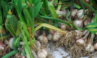 蒜叶的储存方法和技巧 蒜叶怎么保存方法