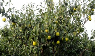 梨树套袋的时间在什么时候 梨树套袋的最佳时间是什么时候?