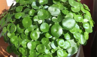 什么人不适合养铜钱草（什么人不适合养铜钱草呢）