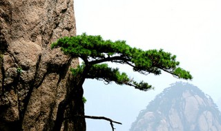 山上青松山下花花笑青松不如他什么意思 山上青松山下花花笑青松不如他是什么意思