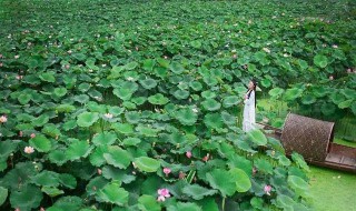 江南何采莲莲叶何田田什么意思（江南可采莲,莲叶何田田中田田是什么意思）