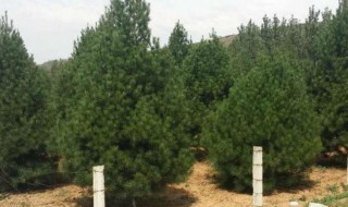 2021年种什么树值钱 2021年栽什么树