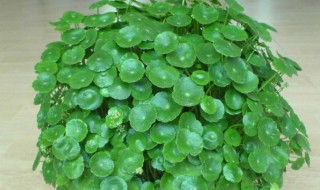 铜钱草放在卧室对人体有害吗 铜钱草放卧室对人体有无伤害