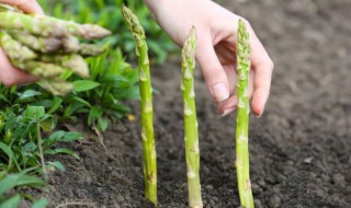 如何种植芦笋 如何种植芦笋根