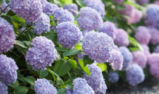 无尽夏怎么过冬（无尽夏过冬温度）