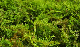 水苔适合种植什么植物（水苔适合种植什么植物呢）